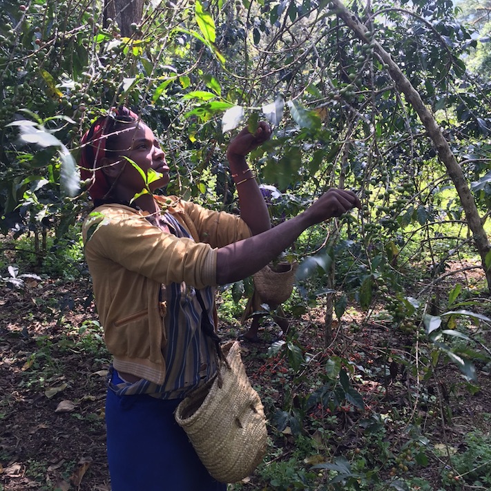 Etiopia, el origen del café arábica