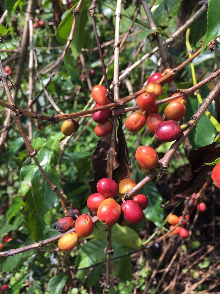 Etiòpia, l'origen del cafè aràbica