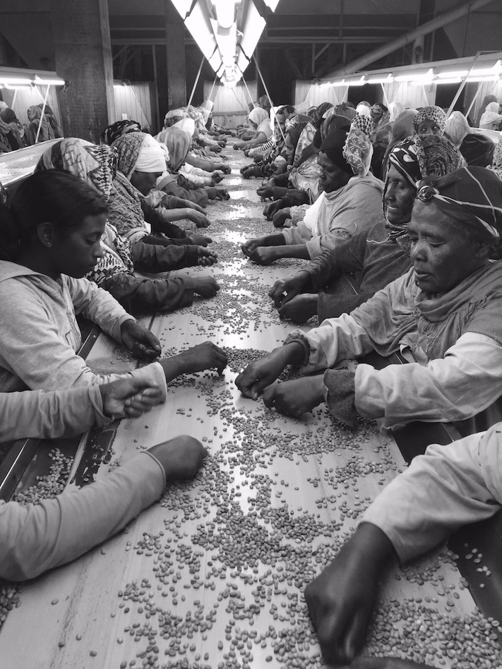 Etiopia, el origen del café arábica