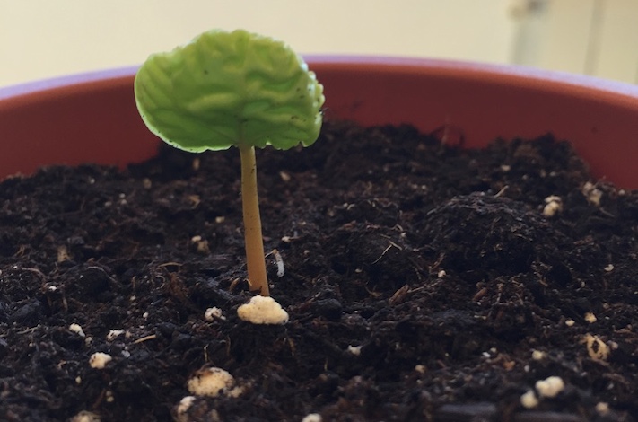 Un coffea está creciendo en los laboratorios de Café Saula