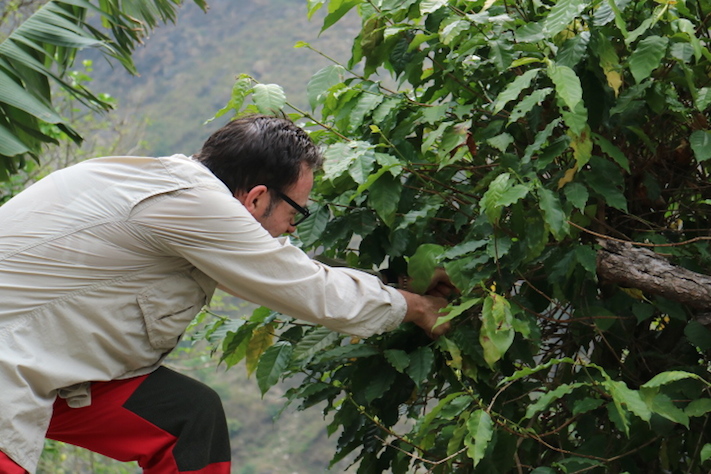 Visitamos los cafetales salvajes del Norte de Nepal