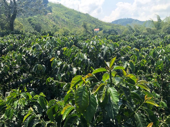 Colombia, un viaje al triángulo cafetero